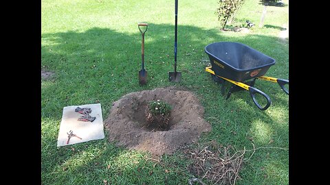 August Garden And Yard Update 8/8/25