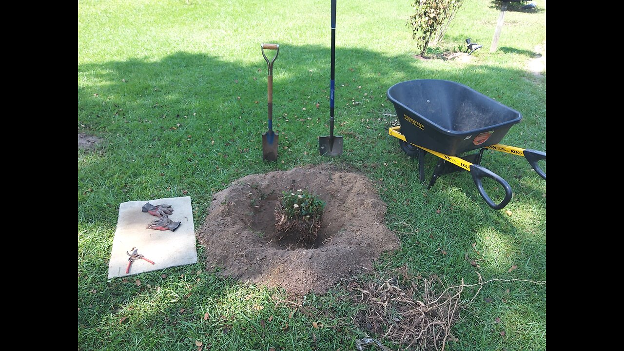 August Garden And Yard Update 8/8/25