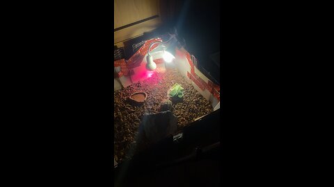 East hermann tortoise