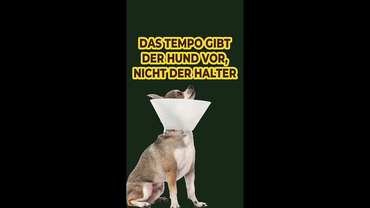 Der Hund gibt das Tempo vor, nicht der Halter.