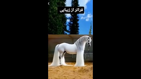 horse dance