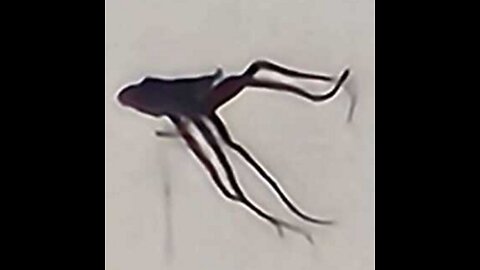 We NEED To TALK About The UFO 'Dementor' SKY SQUIDS (2026)