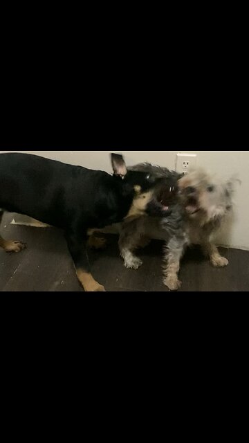 Outgrowing her Great Aunt