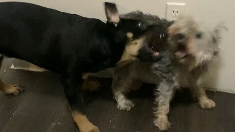 Outgrowing her Great Aunt