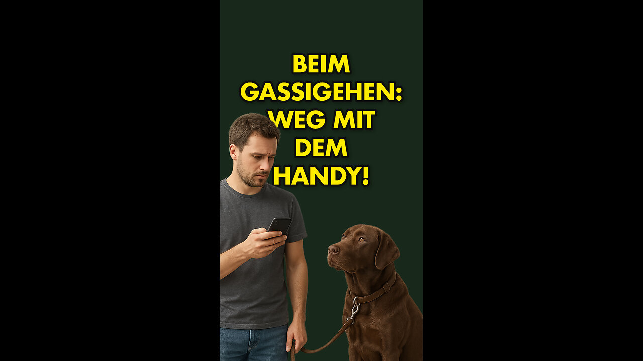 🐶Weg mit dem Handy beim Gassigehen!