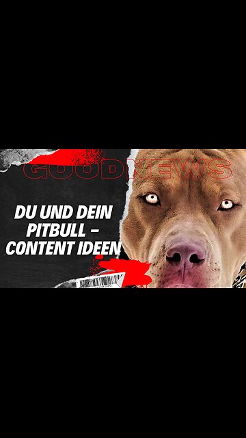 Du und dein Pitbull - Content Ideen #goodnews #news #motivation #animals #familienhund #deutsch