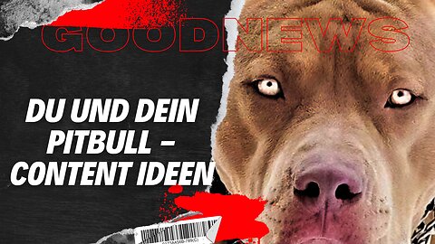 Du und dein Pitbull - Content Ideen #goodnews #news #motivation #animals #familienhund #deutsch