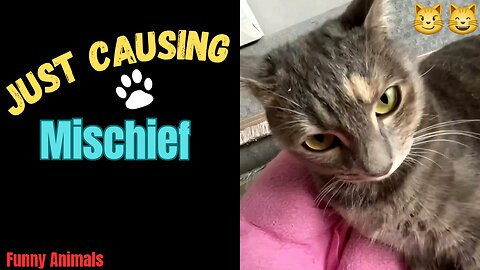 "Just Causing Mischief"