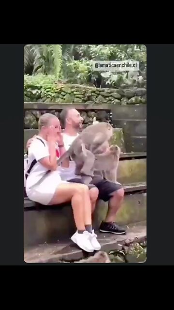 They wanted an "experience" they got it. 😳😆😆 It's that hot monkey love baby! 🙈🙉🙊