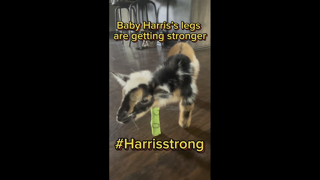 Baby Harris is getting stronger. We are down to splinting just one leg.