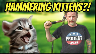 Dealing With Stray Feral Kittens The RIGHT WAY!