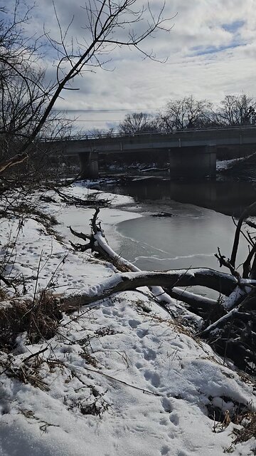 Geese and Ducks Under a Bridge
