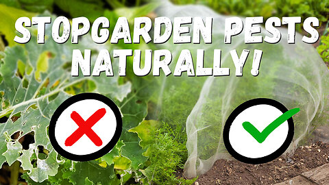 Reducing Summer Pest Pressure in the Garden (The Easy Way)