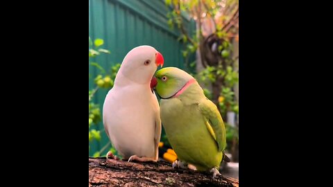 Lovely❤️ couples 🥰