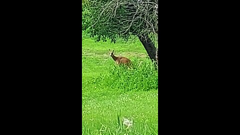 deer 5of5