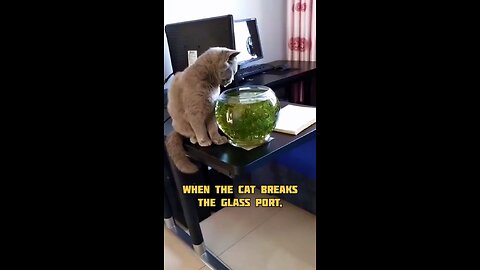 Cat Mind Fighting this time