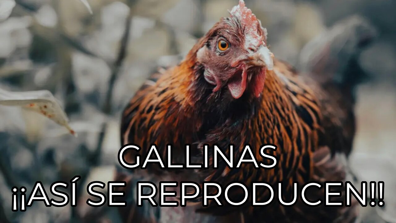 La reproducción de las gallinas... How Do Chickens Reproduce?