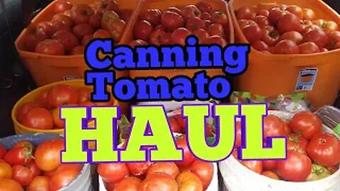 You Pick Canning Tomato Haul