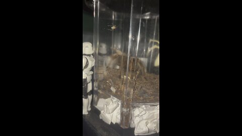 Caught my tenth cricket but it escaped