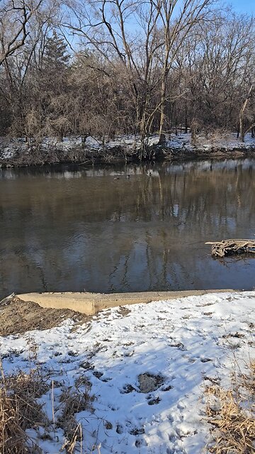 3 Ducks Enjoying the Mild Illinois Winter on Salt Creek