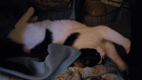 Loki the Cat