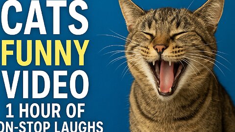 Cats Funny Video - 1 Hour of Non-Stop Laughs