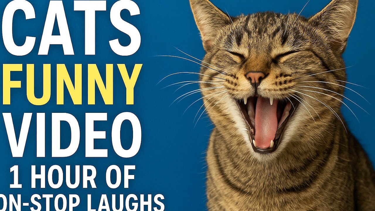 Cats Funny Video - 1 Hour of Non-Stop Laughs