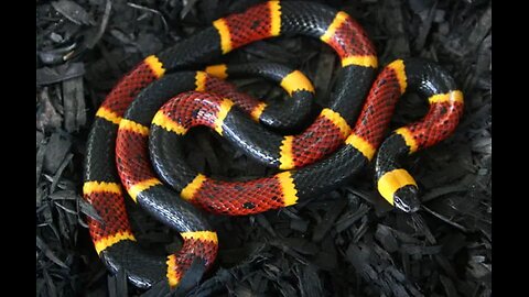 CrystalFire7x's Top 20 Favorite South American Animals
