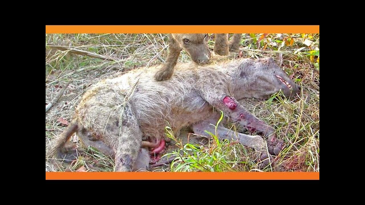 2 Hyenas Brutally Attack Another Hyena