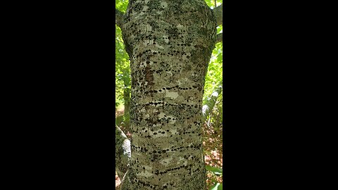 Woodpecker Holes