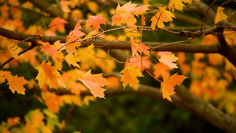 ASMR sound of wind blowing through maple trees