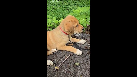 Puppy