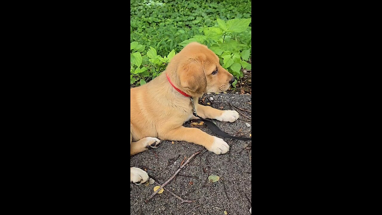 Puppy