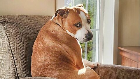 LAUGH OUT LOUD with These HILARIOUS ANIMALS VIDEOS 2025!