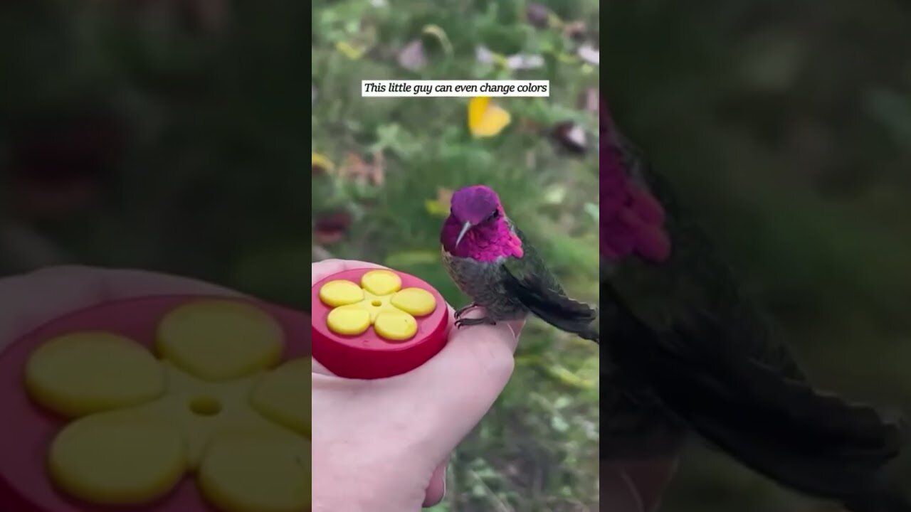 The hummingbird got confused in the web and the man saved her and took her in