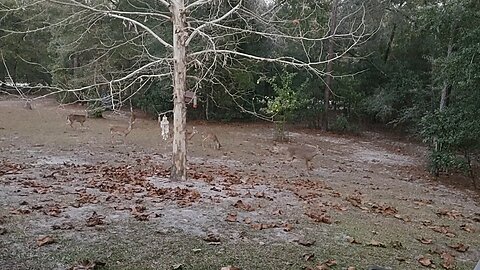 Six hungry Florida Deer 11/24/25