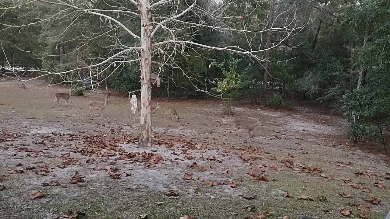 Six hungry Florida Deer 11/24/25