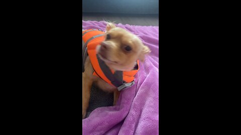 Dog Mom