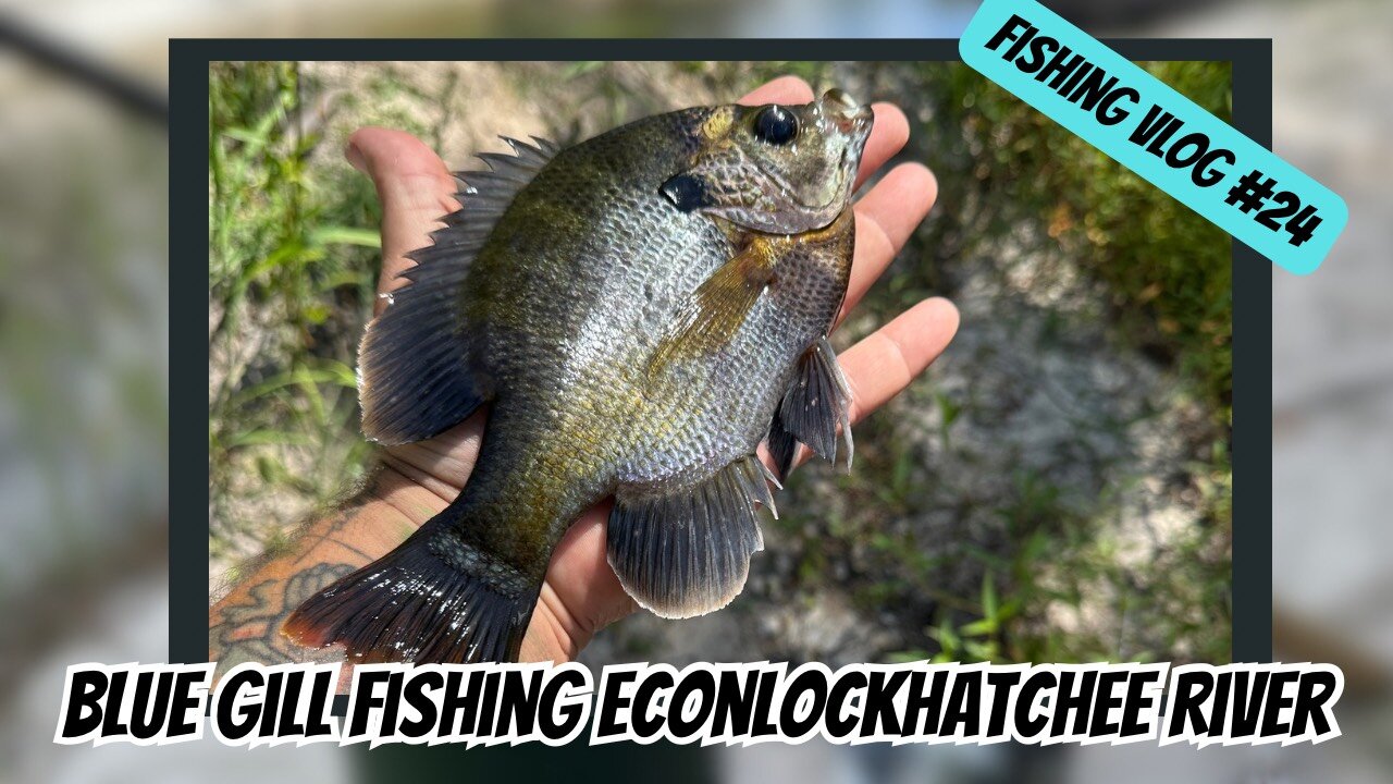Blue gill fishing the Econlockhatchee river