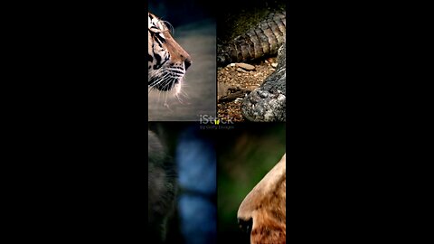 animal's world