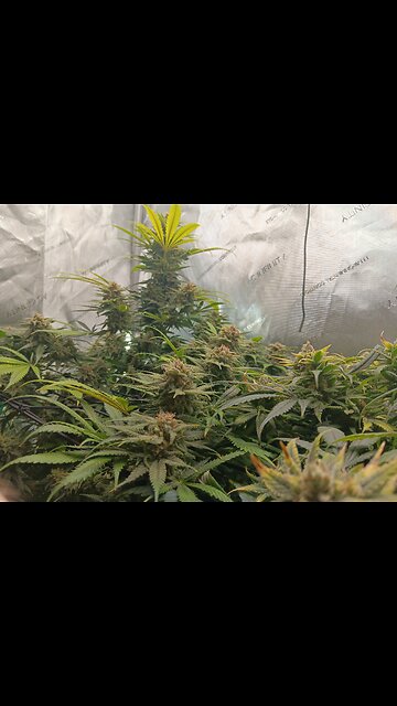 Wedding cheesecake week 17 day 2