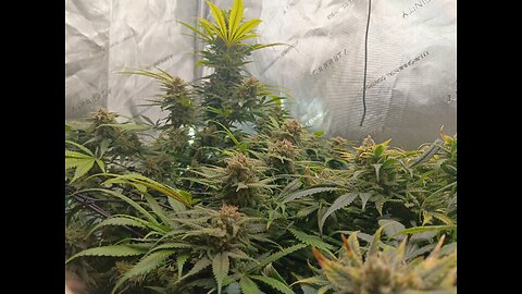 Wedding cheesecake week 17 day 2
