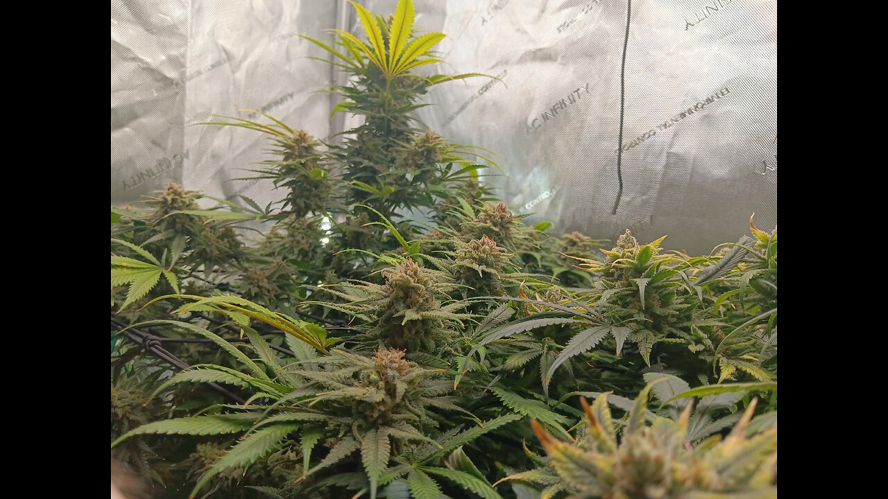 Wedding cheesecake week 17 day 2