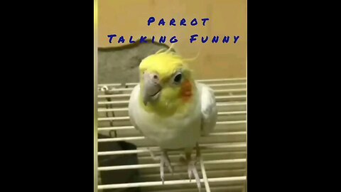 Funniest Talking Bird Ever