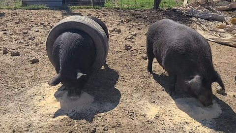 The Joy of Raising Pigs - We're Tired of This