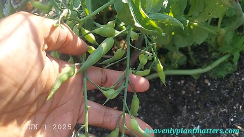52 Sundays! Spotlight Series: Seeds and Seedlings 🌱
