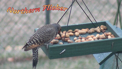 Northern Flicker