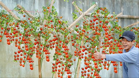 Amazing Tomato garden at home, the most creative and economical ideas