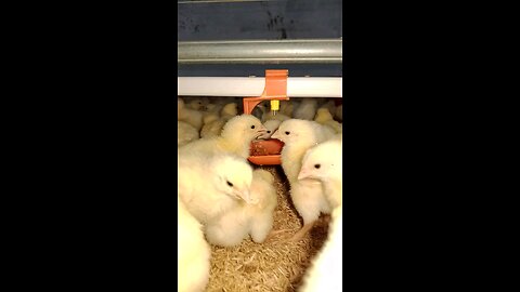 How does a baby chicken drink water on the farm