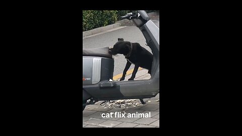 cat and dog funny 🤣🤣 #cat #dog#funny